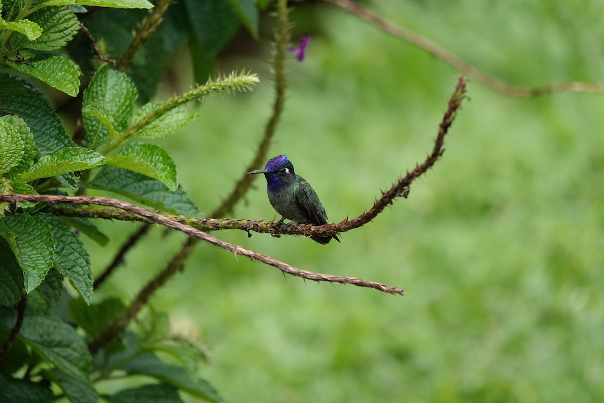 スミレガシラハチドリ - ML644026933