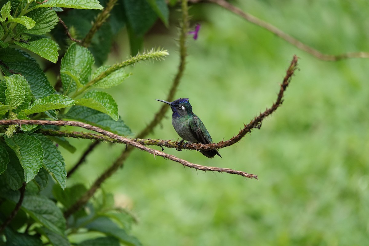 スミレガシラハチドリ - ML644026934