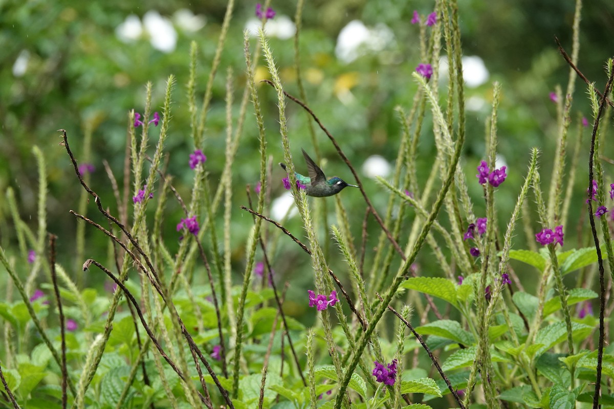 スミレガシラハチドリ - ML644026935