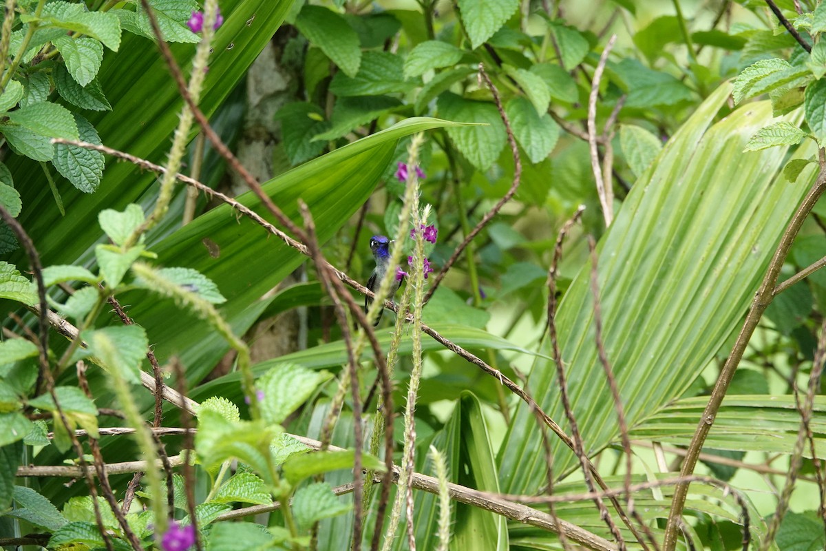 スミレガシラハチドリ - ML644026936