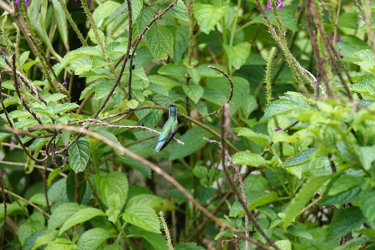 スミレガシラハチドリ - ML644026937