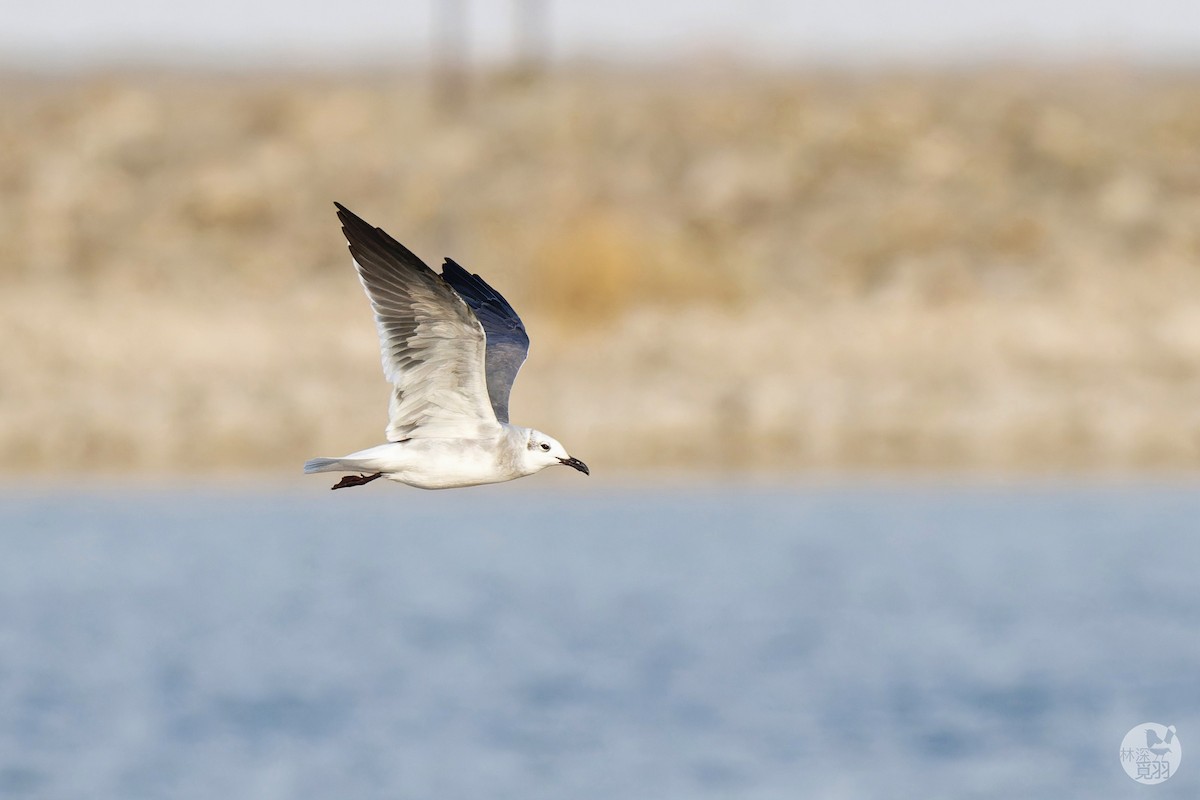 Laughing Gull - ML644026938
