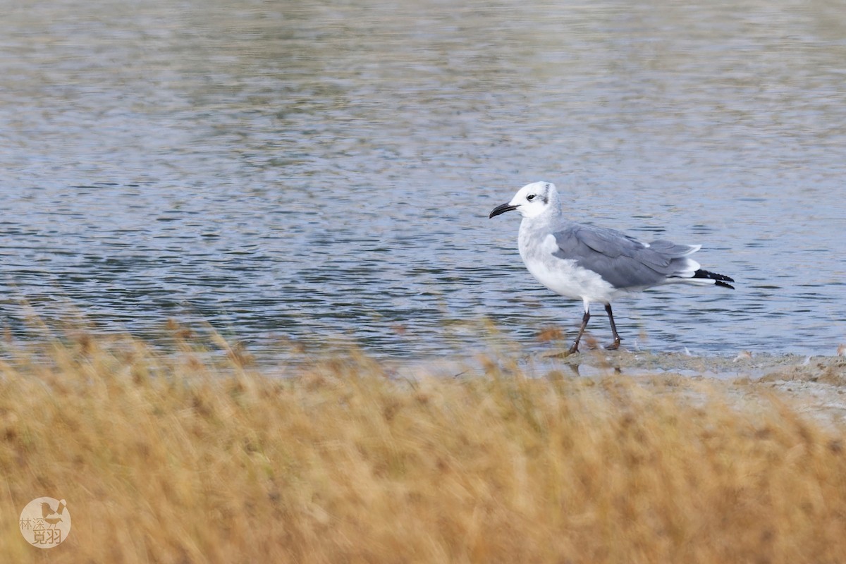 Laughing Gull - ML644026944