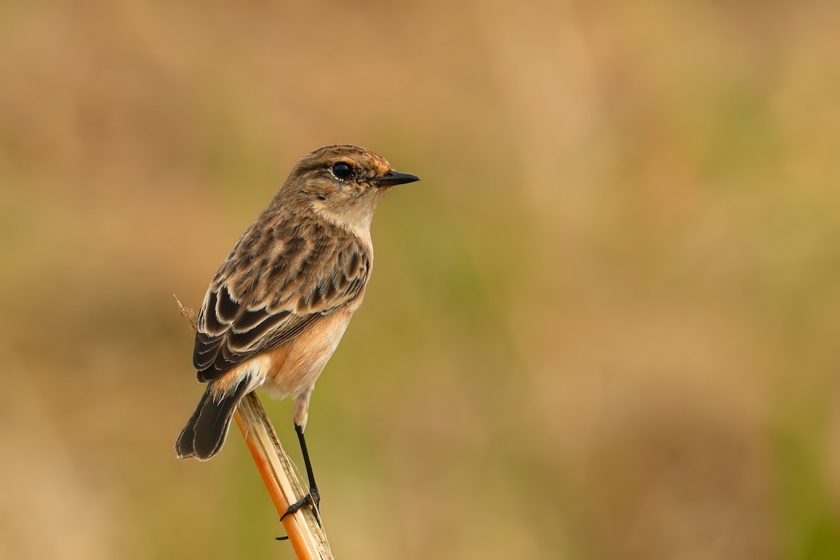 Siberian Stonechat - ML644026945