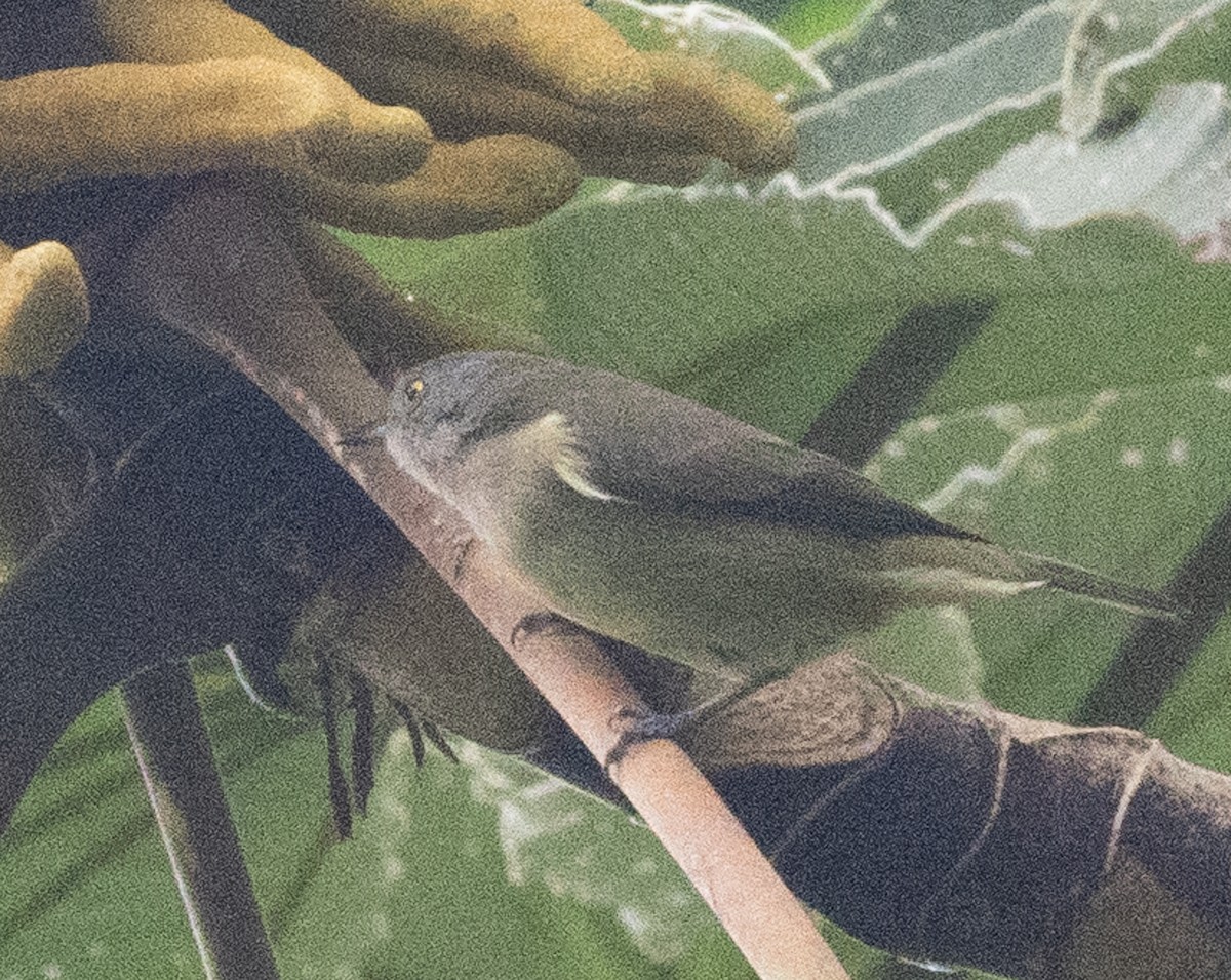 Black-faced Dacnis - ML644026966