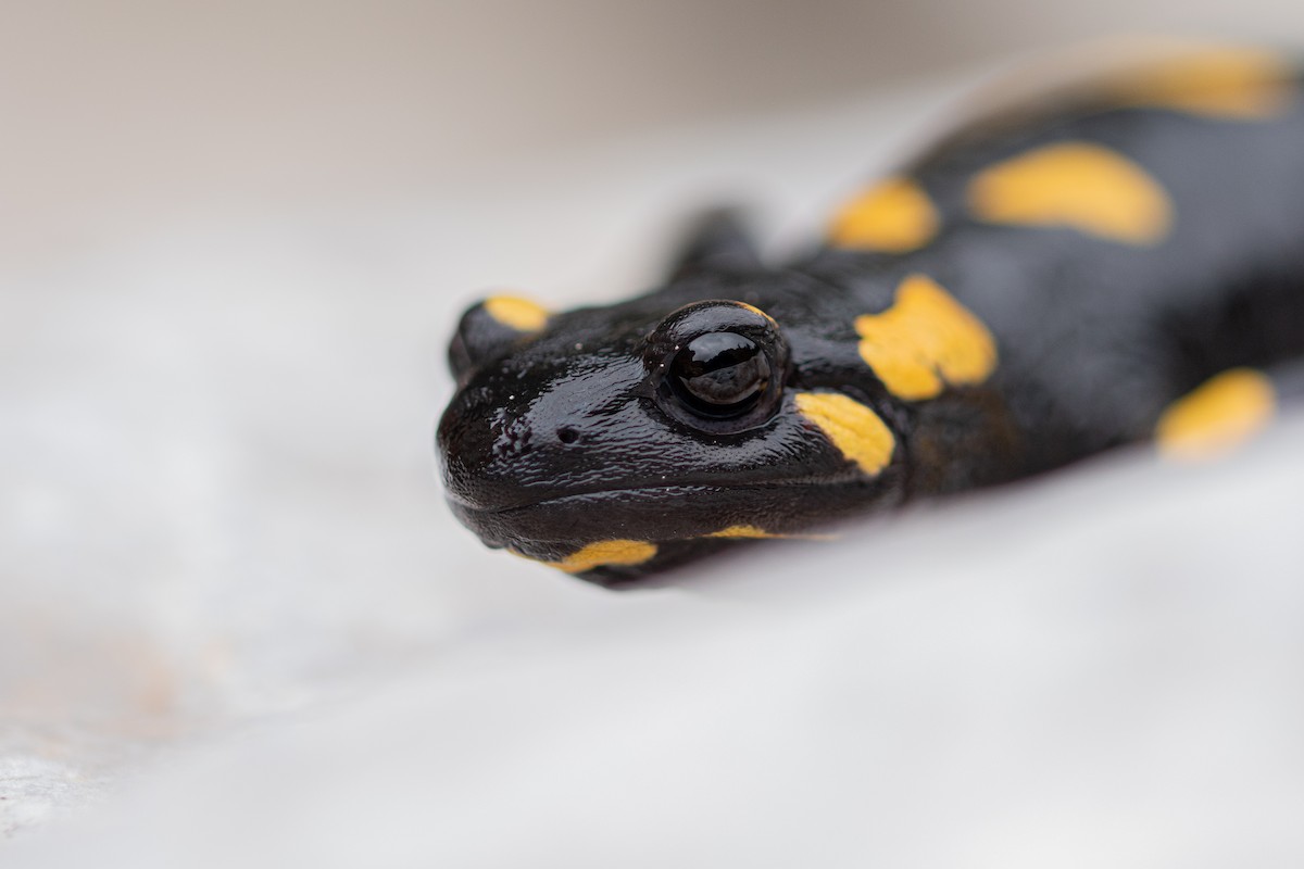 Fire Salamander - ML644026997