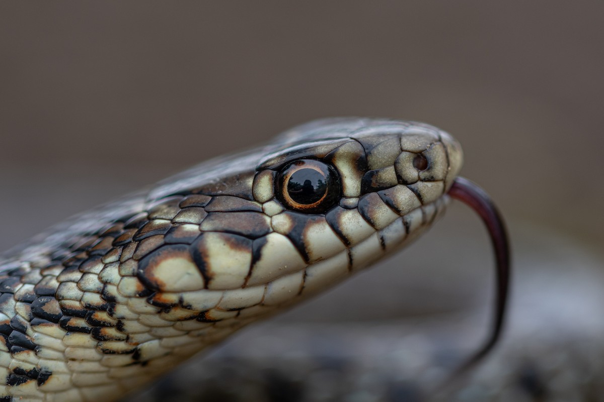Balkan Whip Snake - ML644026998