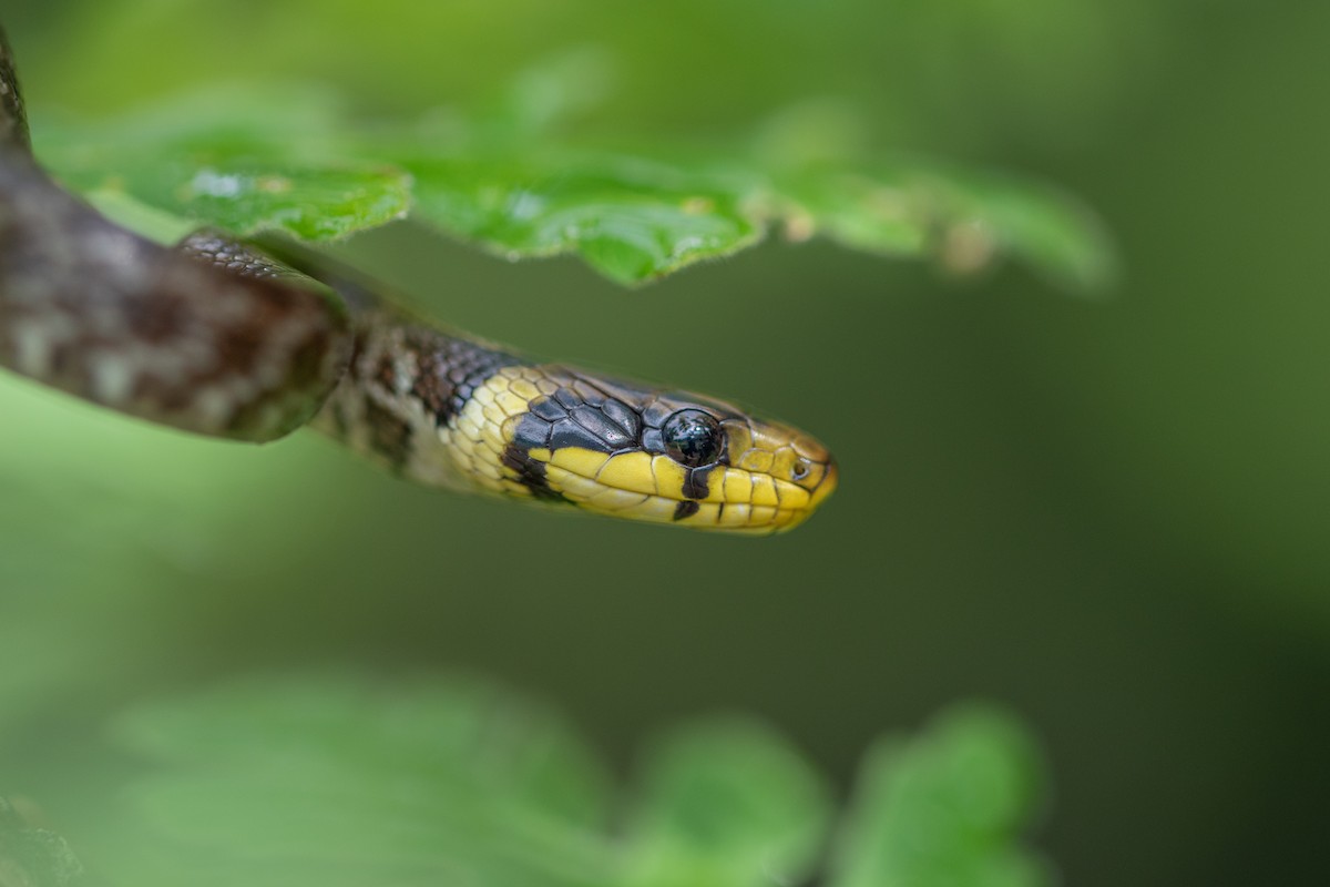 Aesculapian Snake - ML644026999