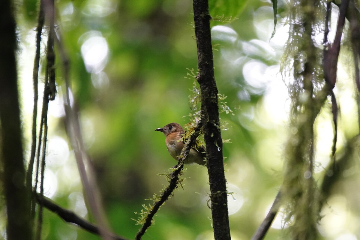 tyranovec sírovokostřecový - ML644027003