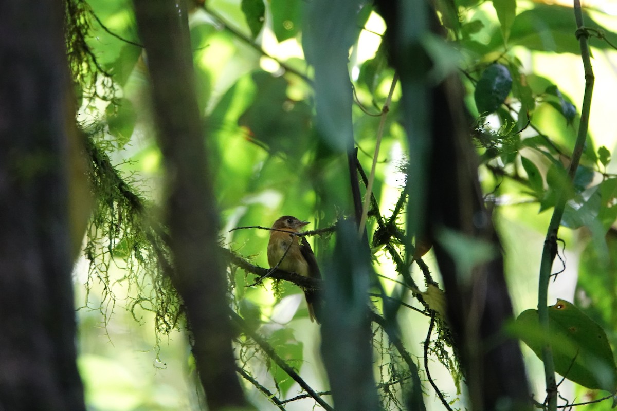 tyranovec sírovokostřecový - ML644027004