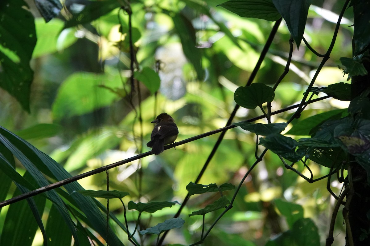 tyranovec sírovokostřecový - ML644027005