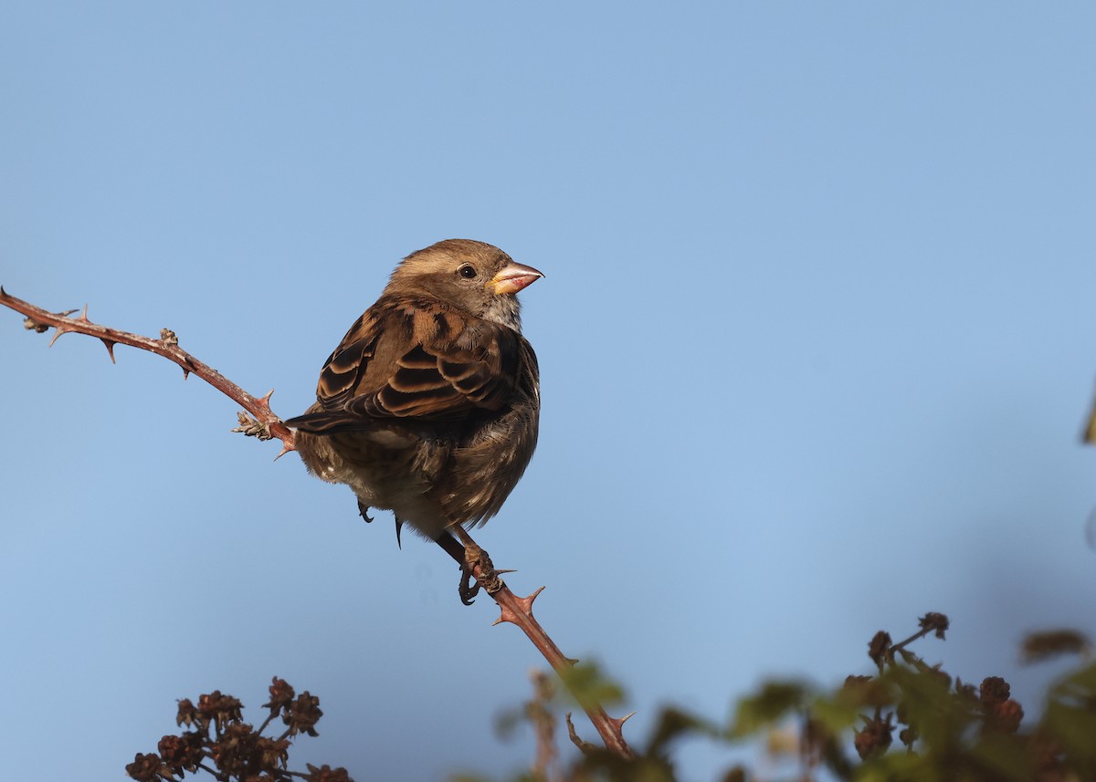 House Sparrow - ML644027041