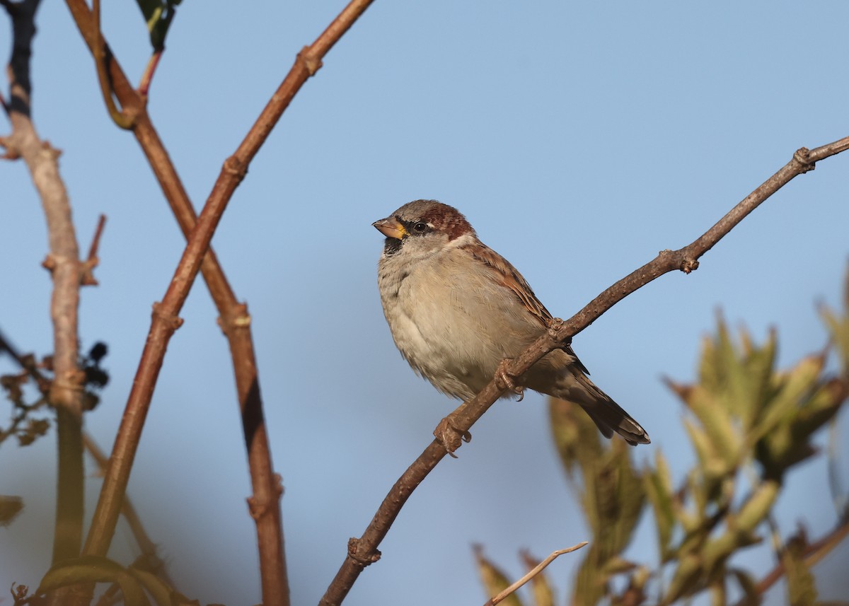 House Sparrow - ML644027042