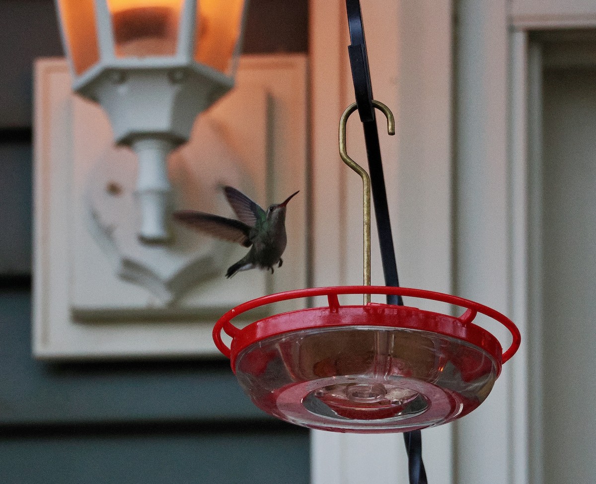 Broad-billed Hummingbird - ML644027046