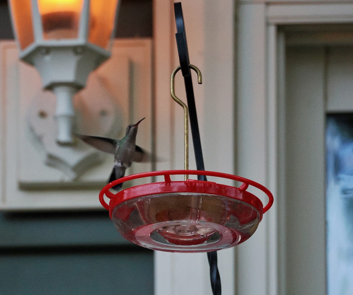 Broad-billed Hummingbird - ML644027058