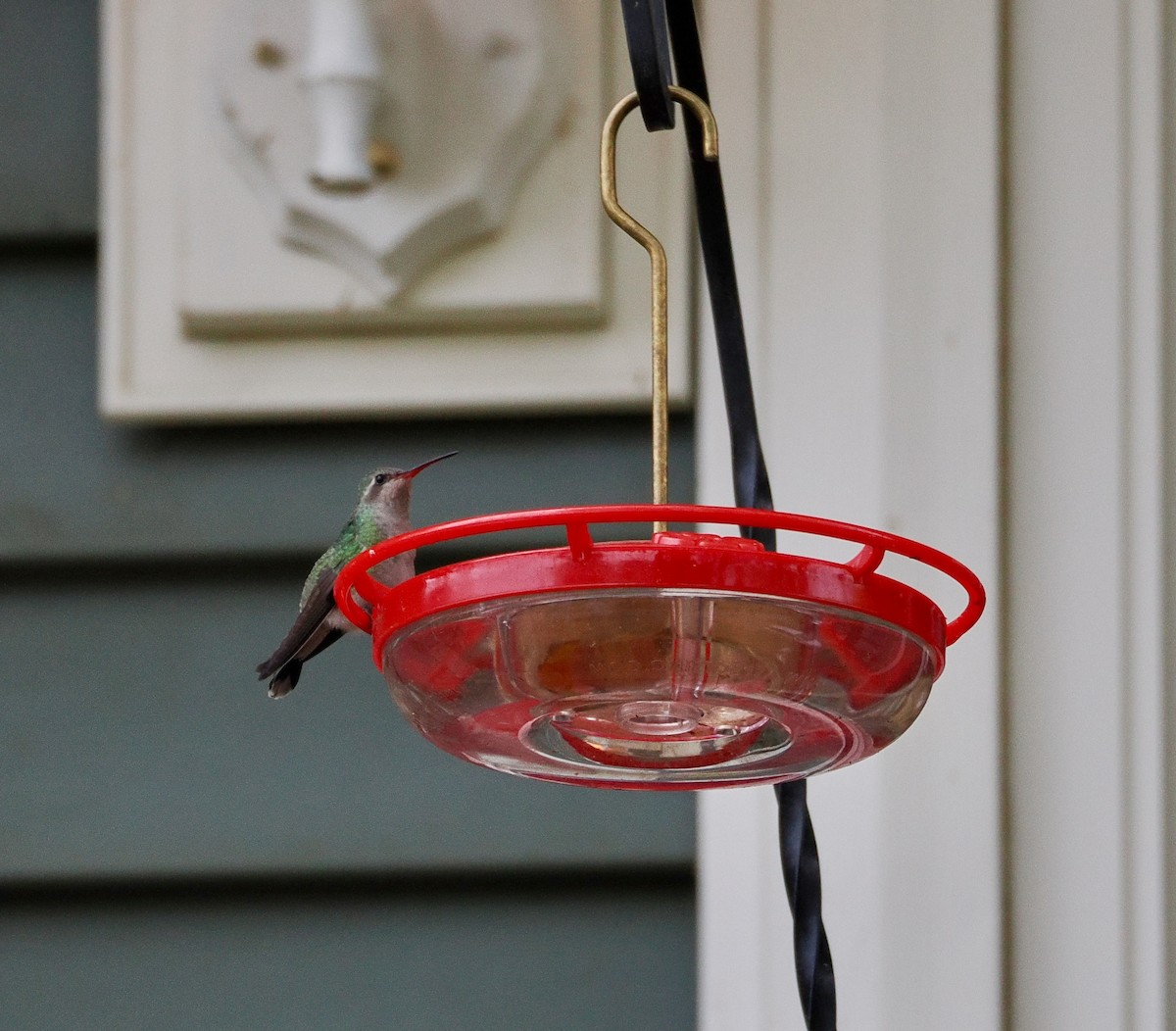 Broad-billed Hummingbird - ML644027065