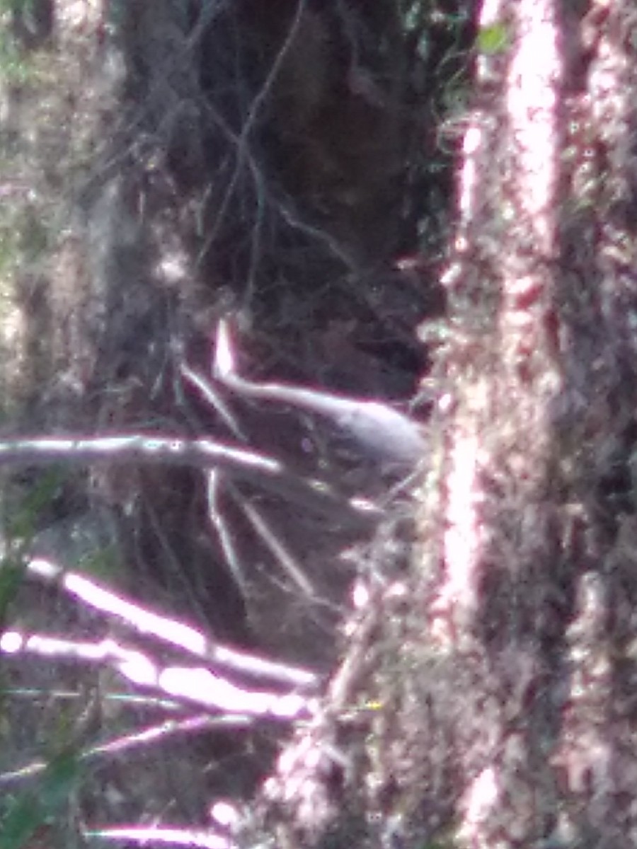 Great Blue Heron - ML644027067