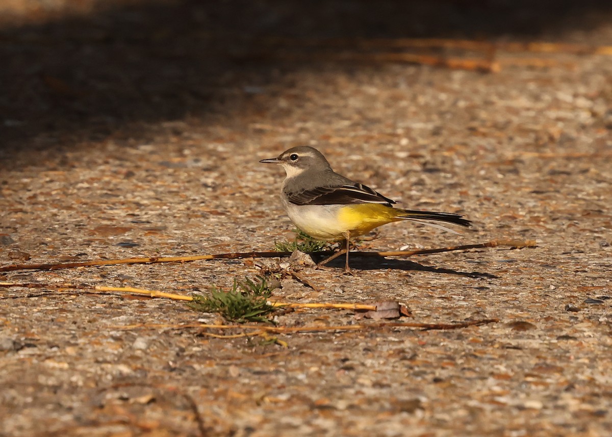 Gray Wagtail - ML644027070