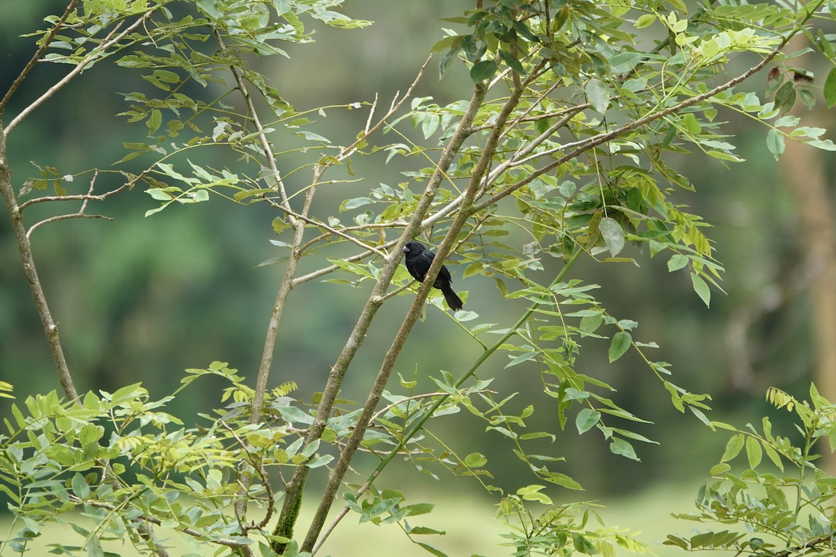 Blue-black Grassquit - ML644027072