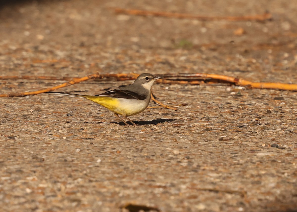 Gray Wagtail - ML644027079