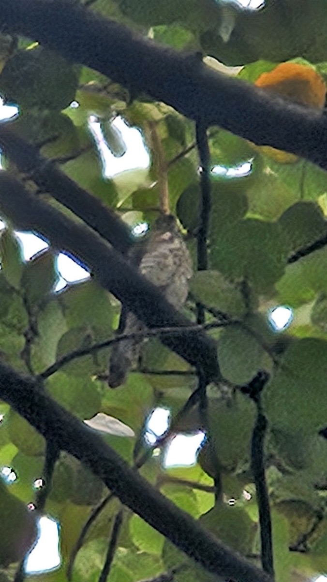 diurnal raptor sp. - ML644027089