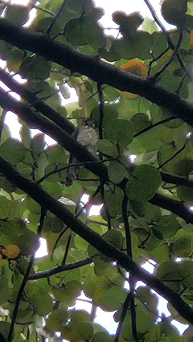 diurnal raptor sp. - ML644027103