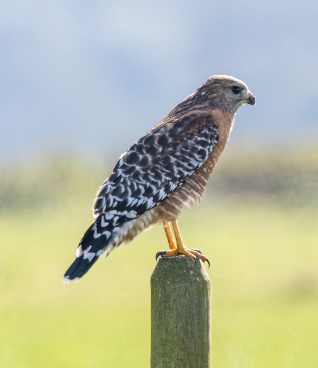 Red-shouldered Hawk (elegans) - ML644027120
