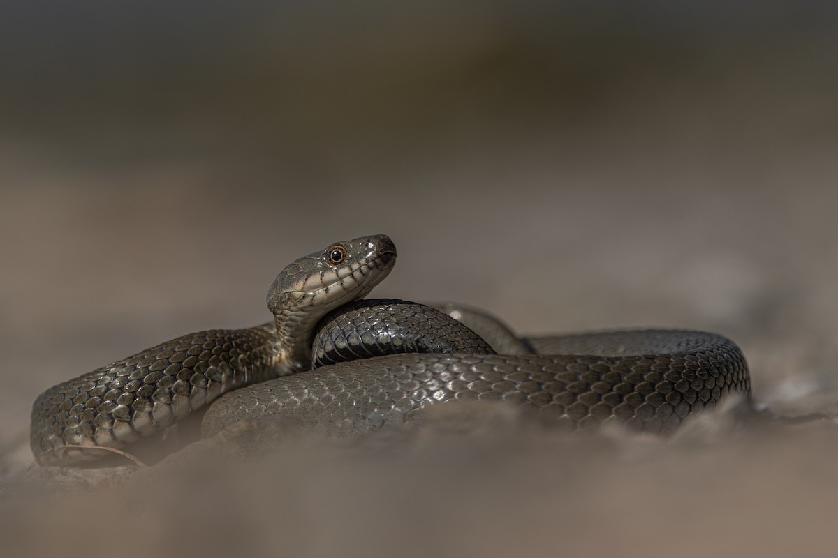 Tessellated Water Snake - ML644027126