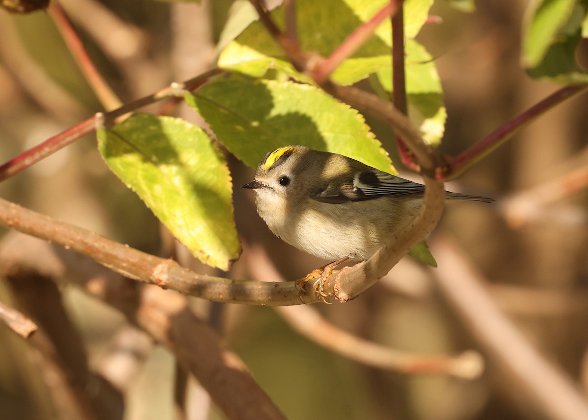 Goldcrest - ML644027129