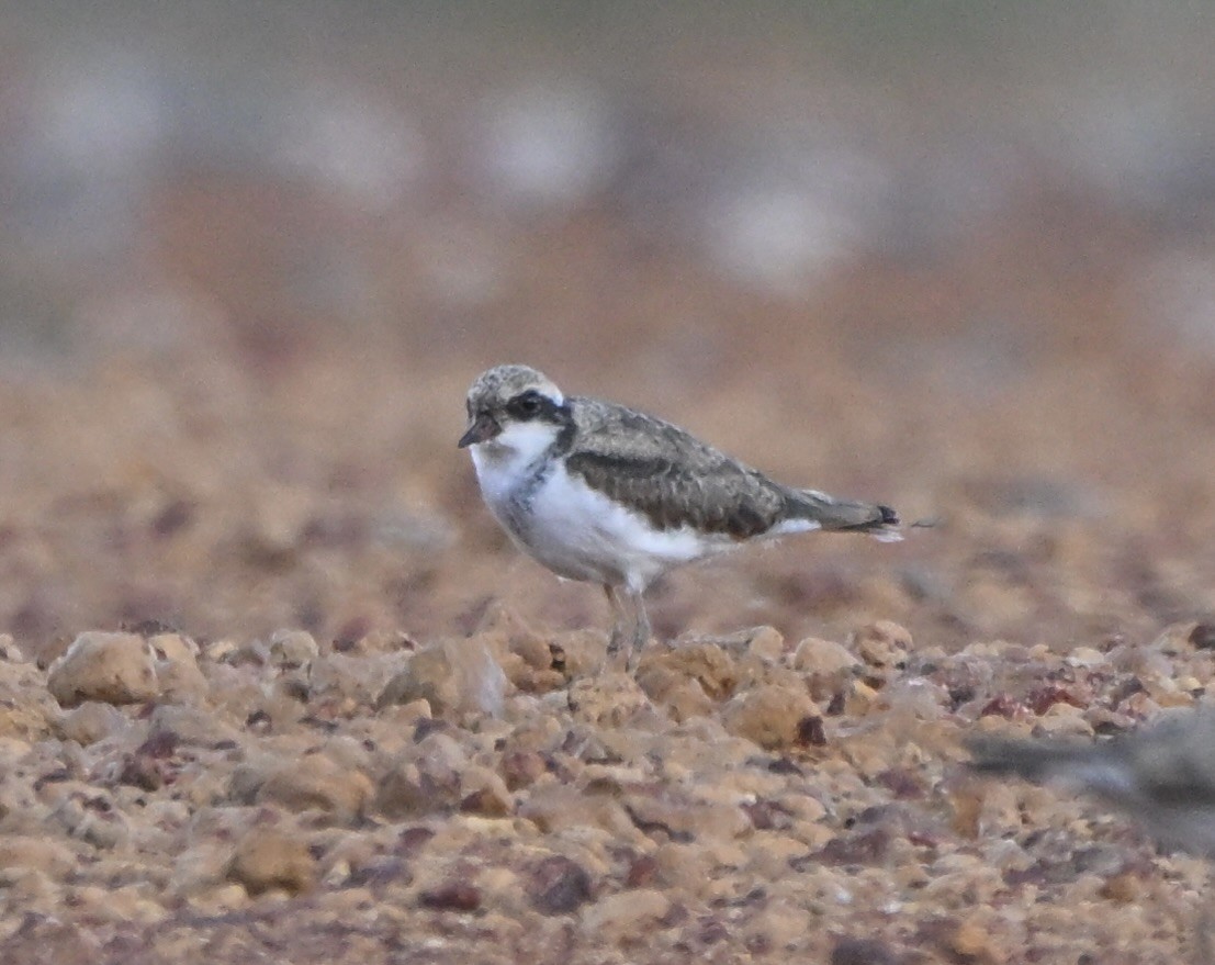 Black-fronted Dotterel - ML644027130