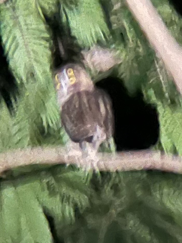 Philippine Eagle-Owl - ML644027131