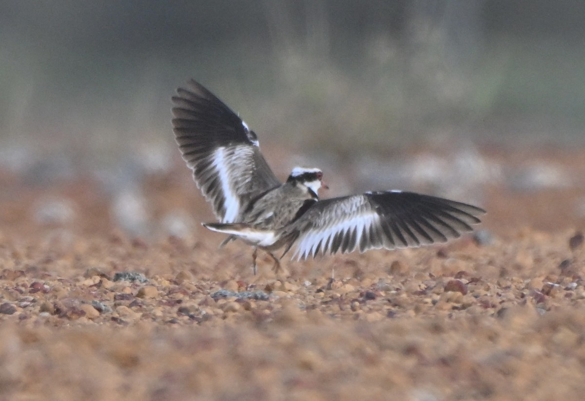 Black-fronted Dotterel - ML644027133