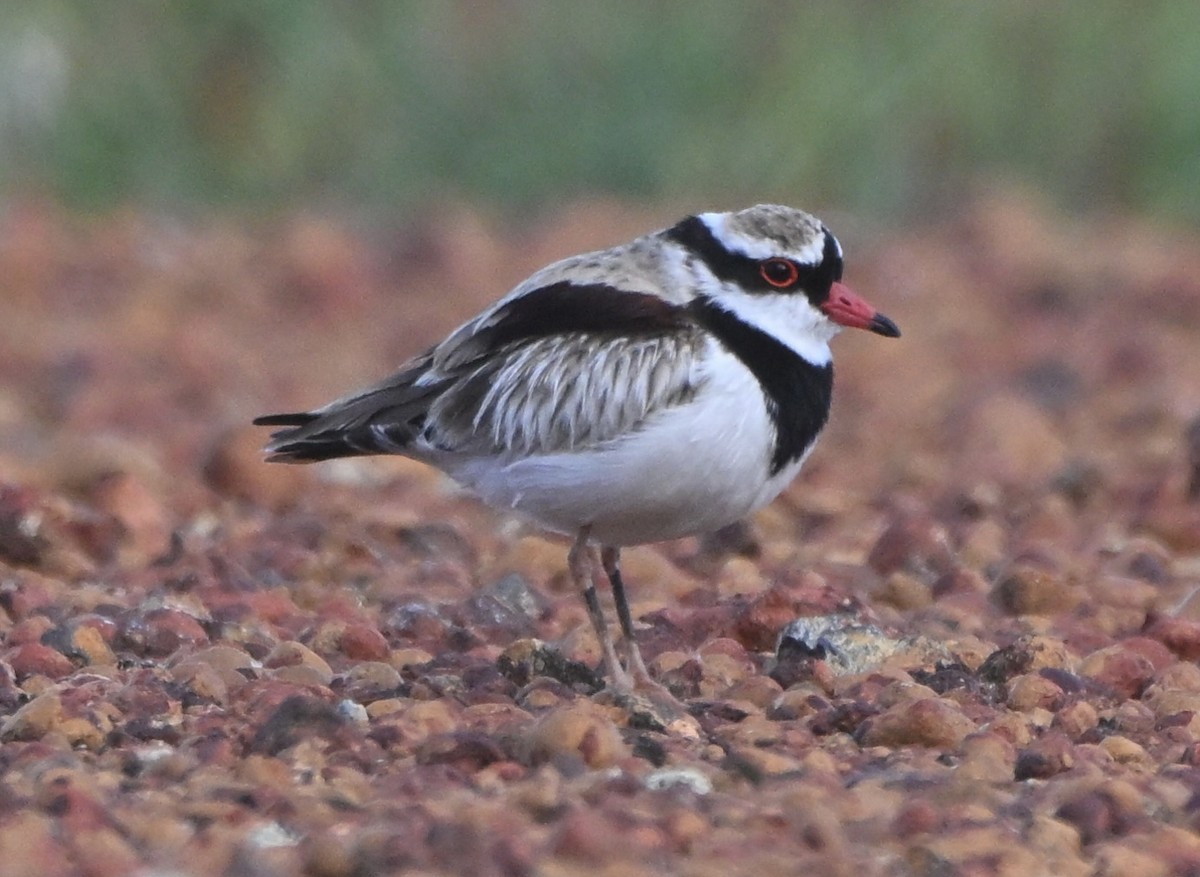 Black-fronted Dotterel - ML644027146