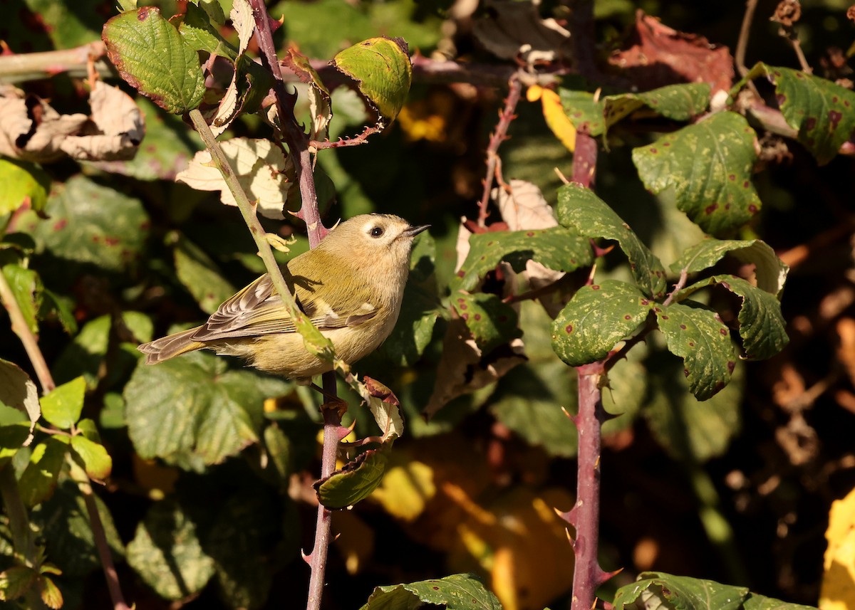 Goldcrest - ML644027157