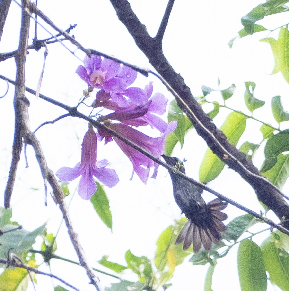 Many-spotted Hummingbird - ML644027178