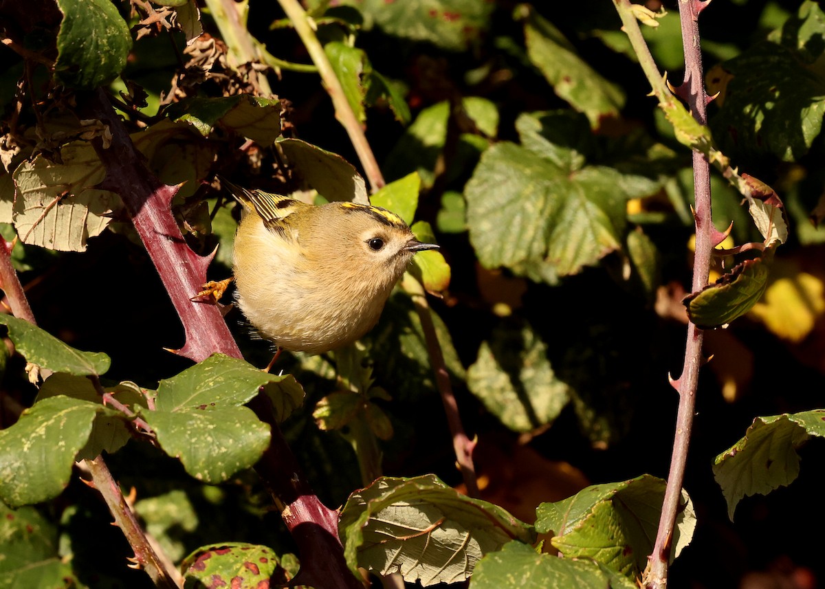Goldcrest - ML644027189