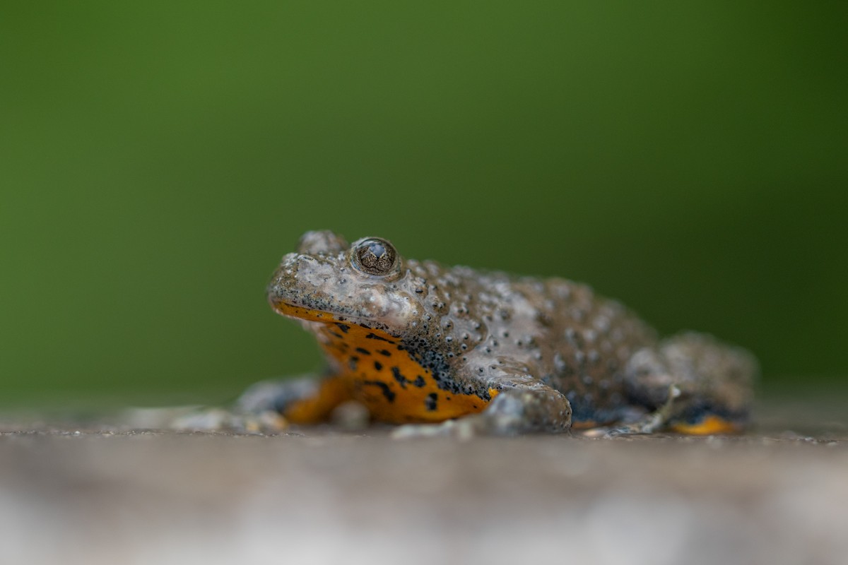 Yellow-bellied Toad - ML644027200