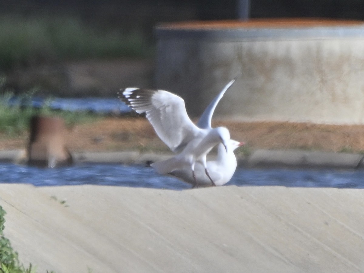 Silver Gull - ML644027207