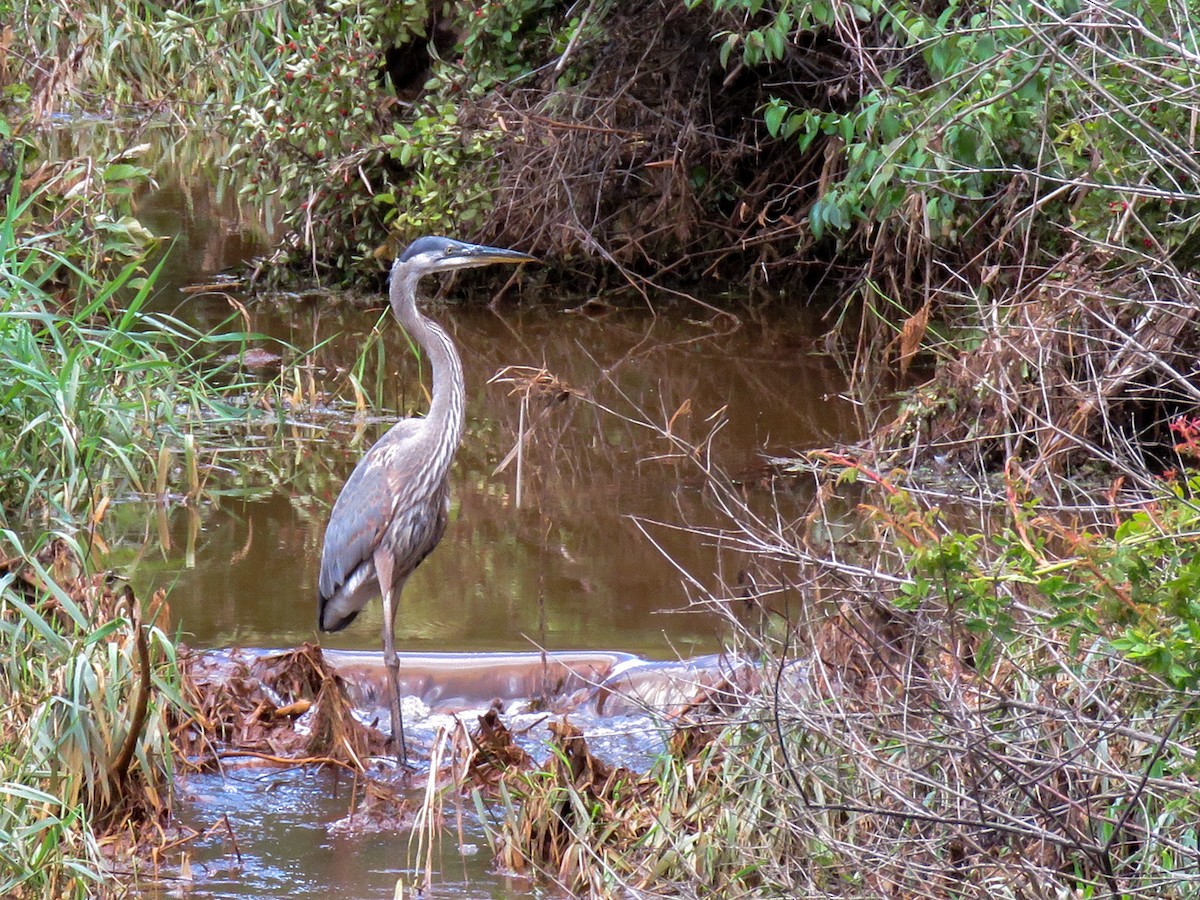 Great Blue Heron - Carena Pooth