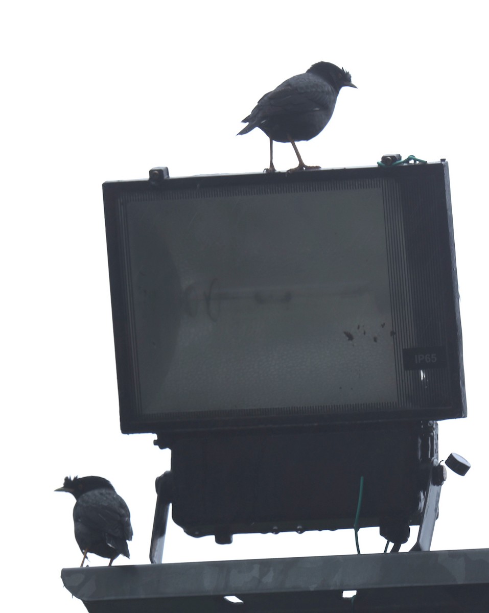 ハッカチョウ - ML644027225