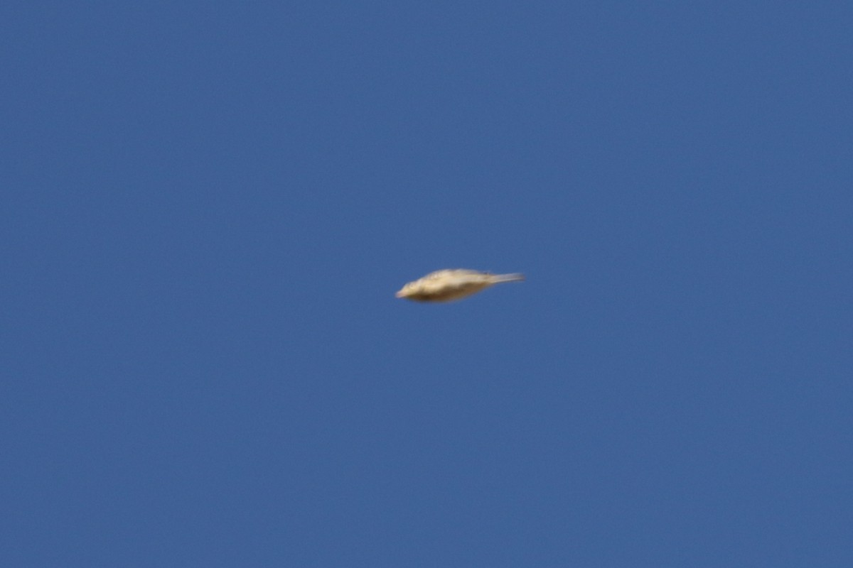 Sprague's Pipit - ML644027232