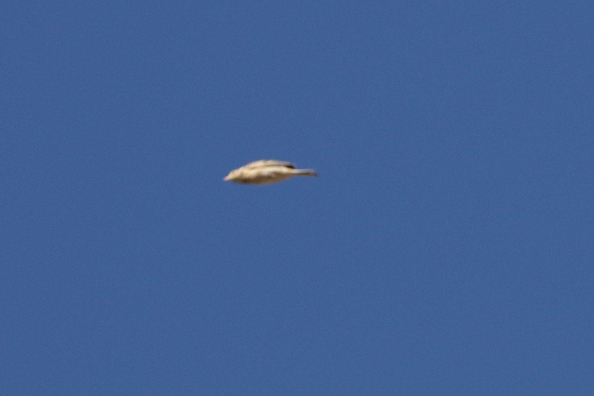 Sprague's Pipit - ML644027233