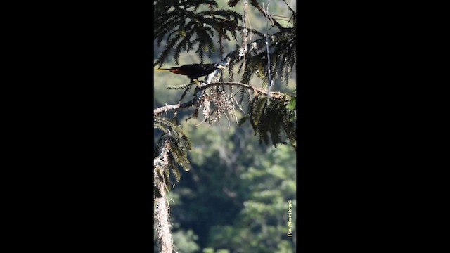 Crested Oropendola - ML644027240