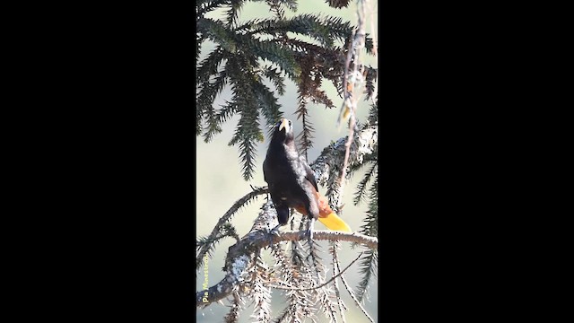 soldatoropendola - ML644027242