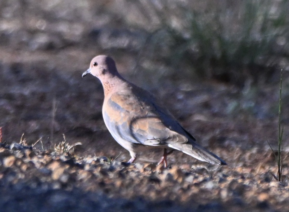 Өөдсөн хүүрзгэнэ - ML644027244