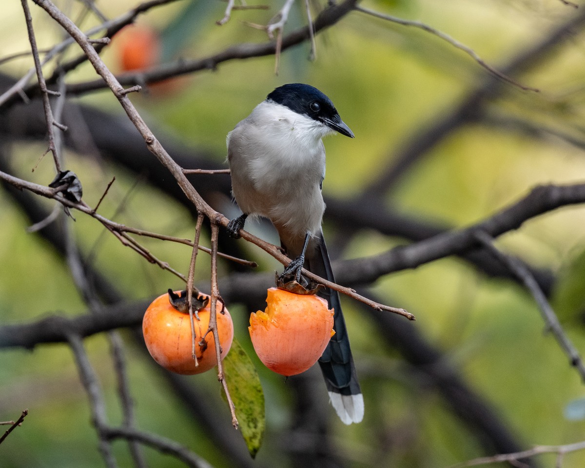 Mavi Saksağan - ML644027246