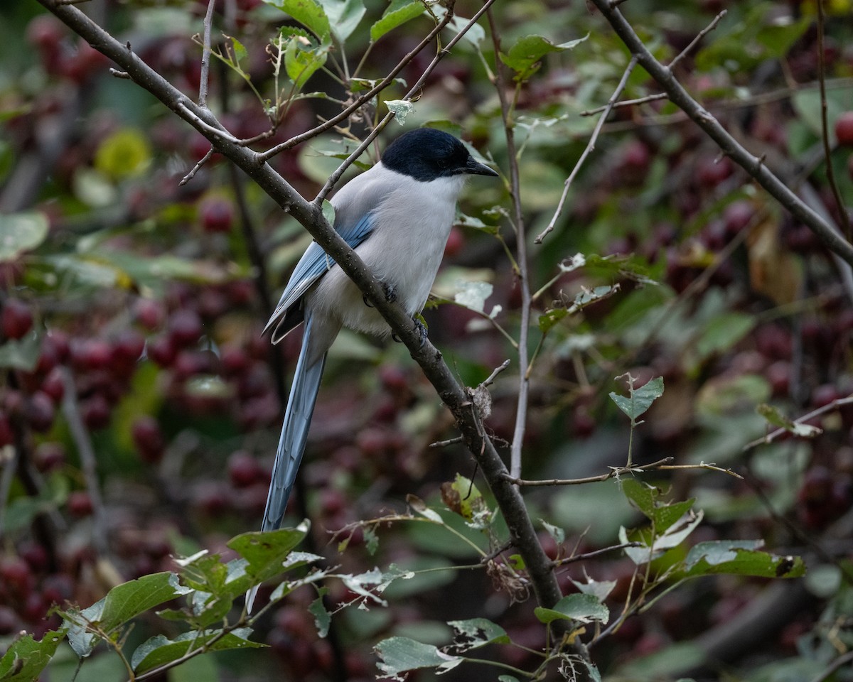 Mavi Saksağan - ML644027247