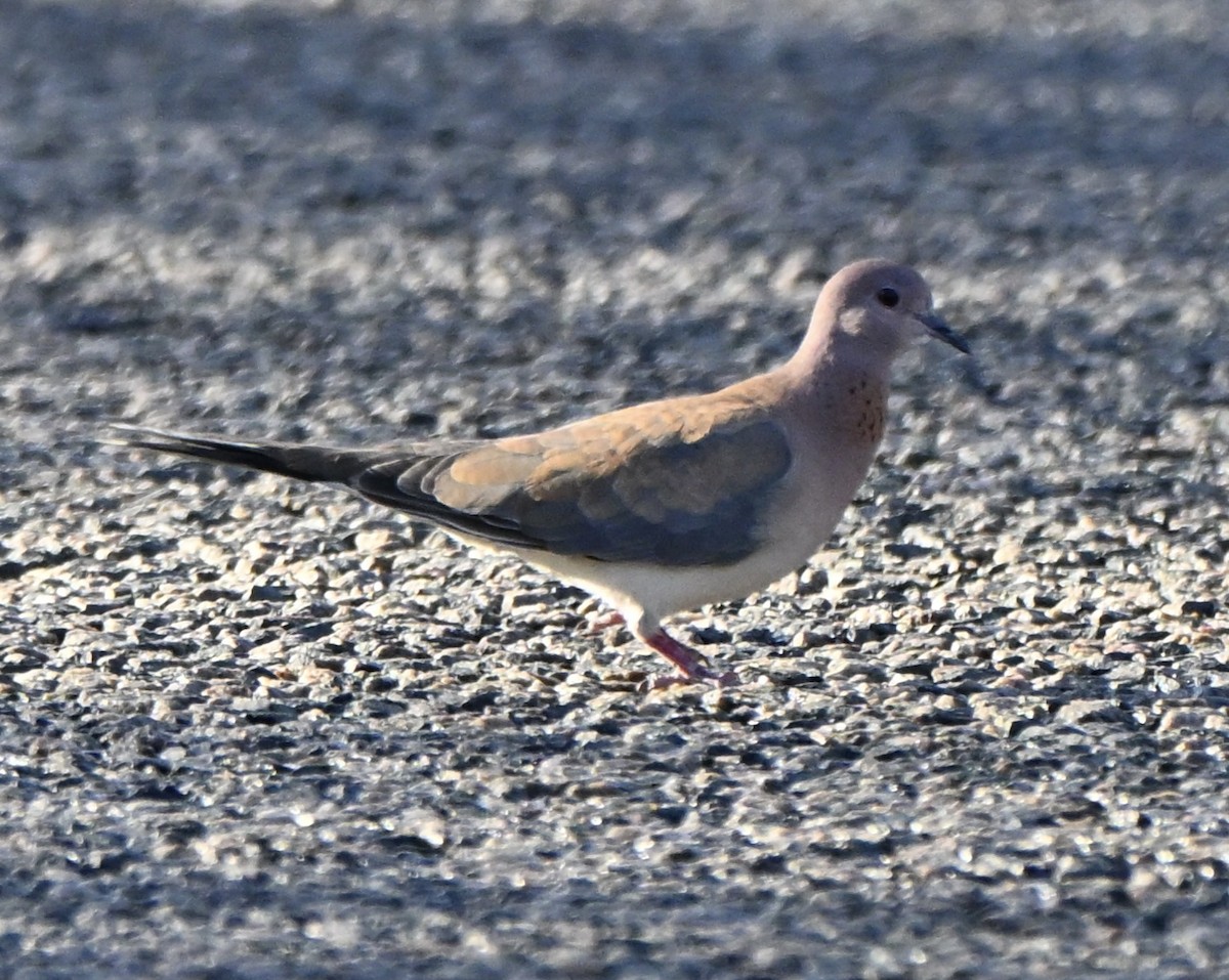 Өөдсөн хүүрзгэнэ - ML644027248