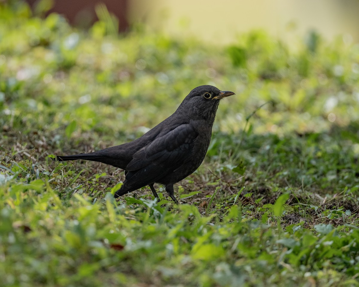 mandarintrost - ML644027255