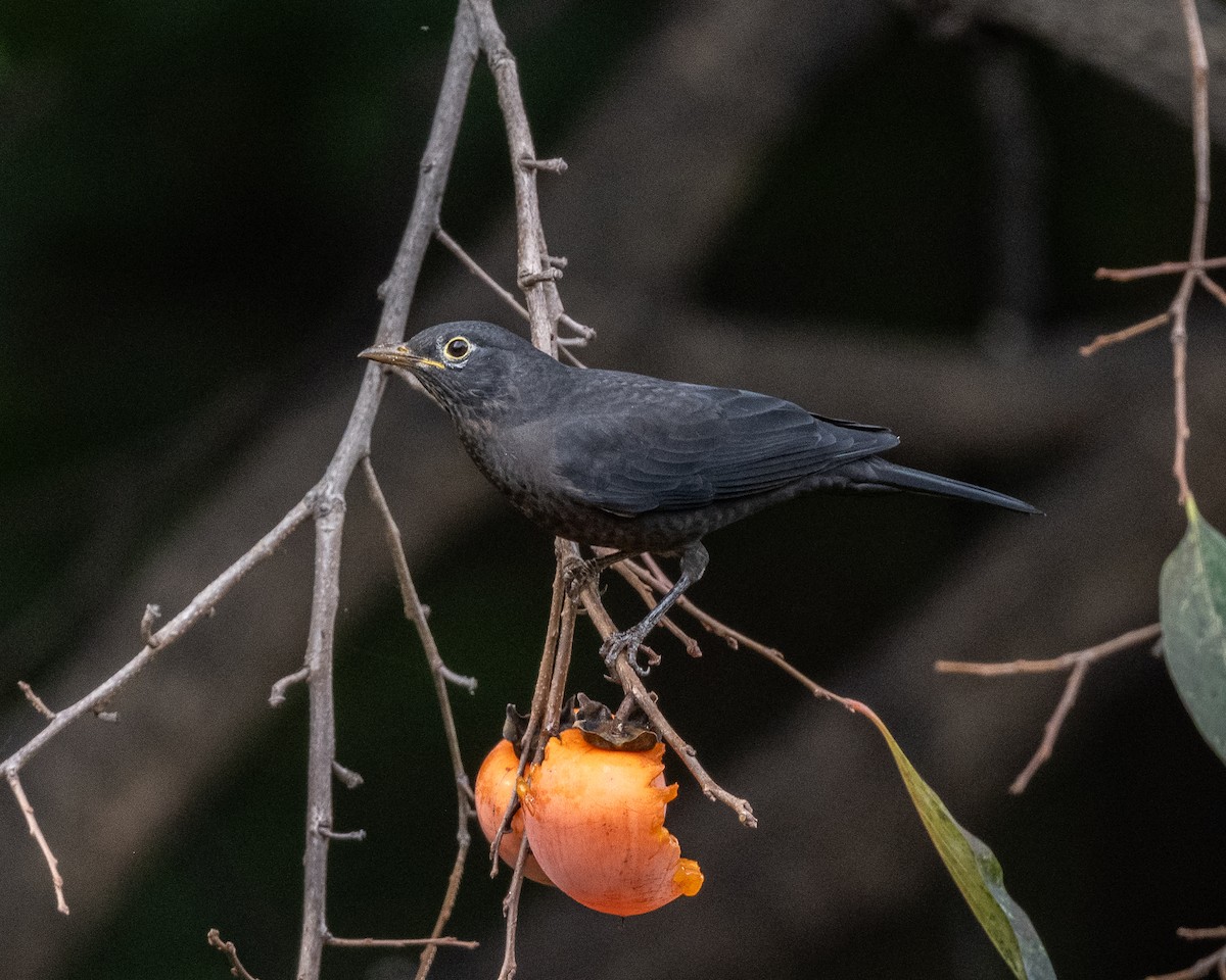 mandarintrost - ML644027256